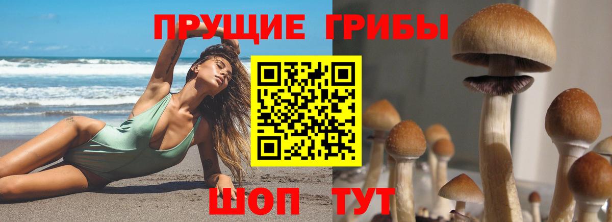 Фурманов  Псилоцибиновые грибы Cubensis  Вход с VPN  Псилоцибиновые грибы прущие грибы 